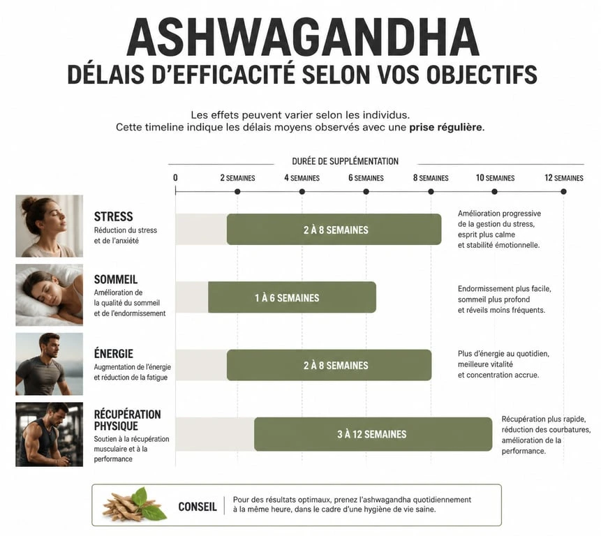 Infographie des délais d'efficacité de l'ashwagandha sur le stress, le sommeil et l'énergie