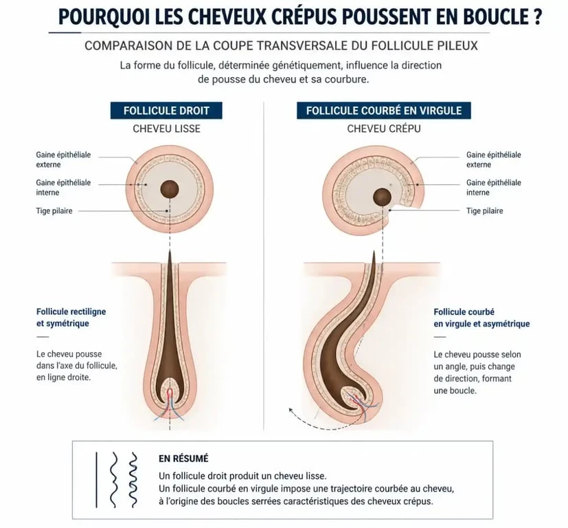 Schéma de la structure du follicule pileux pour les cheveux crépus