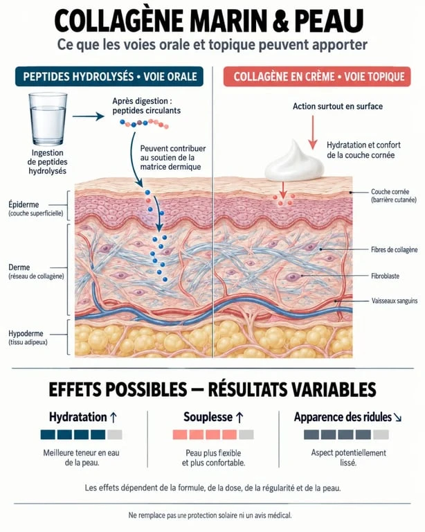 Infographie scientifique sur le collagène marin anti-âge et la différence entre complément oral et crème